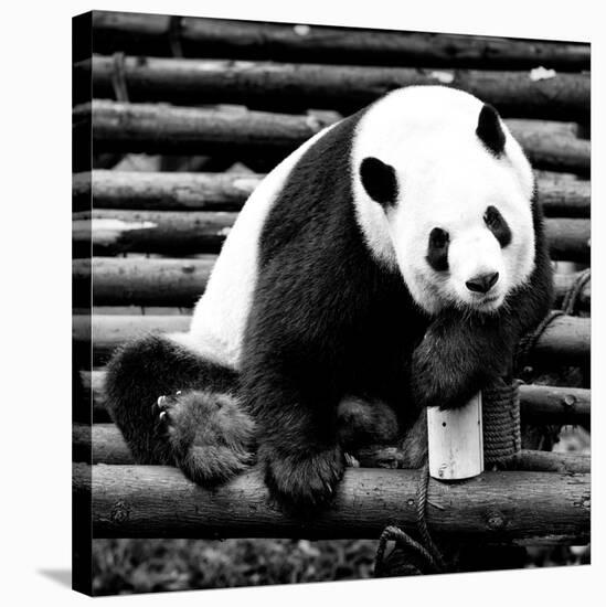 China 10MKm2 Collection - Giant Panda-Philippe Hugonnard-Stretched Canvas