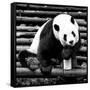 China 10MKm2 Collection - Giant Panda-Philippe Hugonnard-Framed Stretched Canvas