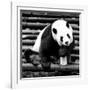 China 10MKm2 Collection - Giant Panda-Philippe Hugonnard-Framed Photographic Print