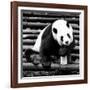 China 10MKm2 Collection - Giant Panda-Philippe Hugonnard-Framed Photographic Print