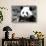 China 10MKm2 Collection - Giant Panda-Philippe Hugonnard-Stretched Canvas displayed on a wall