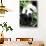 China 10MKm2 Collection - Giant Panda-Philippe Hugonnard-Stretched Canvas displayed on a wall