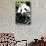 China 10MKm2 Collection - Giant Panda-Philippe Hugonnard-Stretched Canvas displayed on a wall