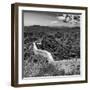 China 10MKm2 Collection - Great Wall of China-Philippe Hugonnard-Framed Photographic Print