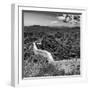 China 10MKm2 Collection - Great Wall of China-Philippe Hugonnard-Framed Photographic Print