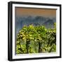 China 10MKm2 Collection - Guilin National Park at Sunset-Philippe Hugonnard-Framed Photographic Print