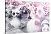 China 10MKm2 Collection - Instants Of Series - Psychedelic Pandas-Philippe Hugonnard-Stretched Canvas