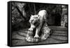 China 10MKm2 Collection - Lion - Buddhist Sculpture-Philippe Hugonnard-Framed Stretched Canvas