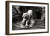 China 10MKm2 Collection - Lion - Buddhist Sculpture-Philippe Hugonnard-Framed Photographic Print