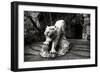 China 10MKm2 Collection - Lion - Buddhist Sculpture-Philippe Hugonnard-Framed Photographic Print