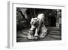 China 10MKm2 Collection - Lion - Buddhist Sculpture-Philippe Hugonnard-Framed Photographic Print