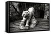 China 10MKm2 Collection - Lion - Buddhist Sculpture-Philippe Hugonnard-Framed Stretched Canvas