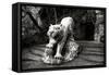 China 10MKm2 Collection - Lion - Buddhist Sculpture-Philippe Hugonnard-Framed Stretched Canvas