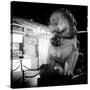 China 10MKm2 Collection - Lion Stands Guard-Philippe Hugonnard-Stretched Canvas