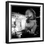 China 10MKm2 Collection - Lion Stands Guard-Philippe Hugonnard-Framed Photographic Print