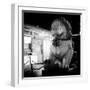 China 10MKm2 Collection - Lion Stands Guard-Philippe Hugonnard-Framed Photographic Print