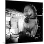 China 10MKm2 Collection - Lion Stands Guard-Philippe Hugonnard-Mounted Photographic Print