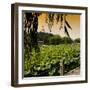 China 10MKm2 Collection - Lotus Flowers - Beihai Park - Beijing-Philippe Hugonnard-Framed Photographic Print