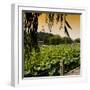 China 10MKm2 Collection - Lotus Flowers - Beihai Park - Beijing-Philippe Hugonnard-Framed Photographic Print