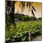 China 10MKm2 Collection - Lotus Flowers - Beihai Park - Beijing-Philippe Hugonnard-Mounted Photographic Print