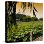 China 10MKm2 Collection - Lotus Flowers - Beihai Park - Beijing-Philippe Hugonnard-Stretched Canvas