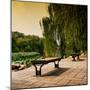 China 10MKm2 Collection - Lotus Flowers - Beihai Park - Beijing-Philippe Hugonnard-Mounted Photographic Print