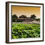 China 10MKm2 Collection - Lotus Flowers - Beihai Park - Beijing-Philippe Hugonnard-Framed Photographic Print