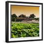 China 10MKm2 Collection - Lotus Flowers - Beihai Park - Beijing-Philippe Hugonnard-Framed Photographic Print