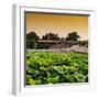 China 10MKm2 Collection - Lotus Flowers - Beihai Park - Beijing-Philippe Hugonnard-Framed Photographic Print