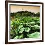 China 10MKm2 Collection - Lotus Flowers - Beihai Park - Beijing-Philippe Hugonnard-Framed Photographic Print