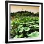 China 10MKm2 Collection - Lotus Flowers - Beihai Park - Beijing-Philippe Hugonnard-Framed Photographic Print