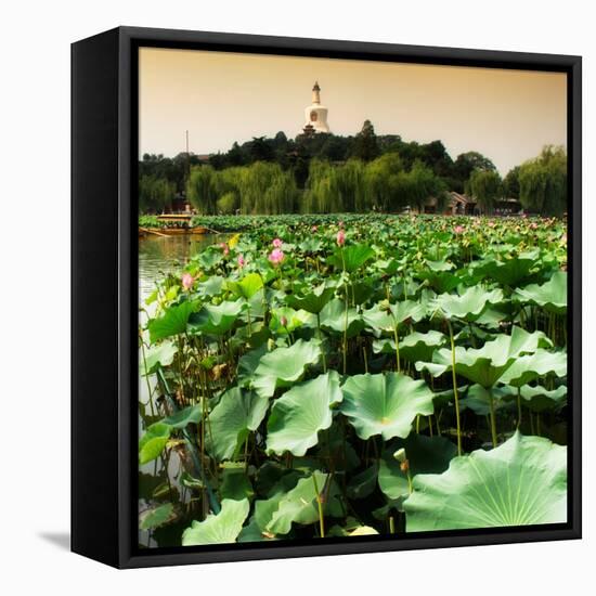 China 10MKm2 Collection - Lotus Flowers - Beihai Park - Beijing-Philippe Hugonnard-Framed Stretched Canvas