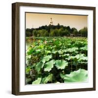 China 10MKm2 Collection - Lotus Flowers - Beihai Park - Beijing-Philippe Hugonnard-Framed Photographic Print