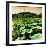 China 10MKm2 Collection - Lotus Flowers - Beihai Park - Beijing-Philippe Hugonnard-Framed Photographic Print