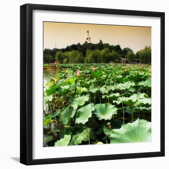 China 10MKm2 Collection - Lotus Flowers - Beihai Park - Beijing-Philippe Hugonnard-Framed Photographic Print