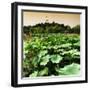 China 10MKm2 Collection - Lotus Flowers - Beihai Park - Beijing-Philippe Hugonnard-Framed Photographic Print