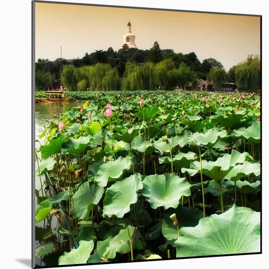 China 10MKm2 Collection - Lotus Flowers - Beihai Park - Beijing-Philippe Hugonnard-Mounted Photographic Print