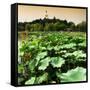 China 10MKm2 Collection - Lotus Flowers - Beihai Park - Beijing-Philippe Hugonnard-Framed Stretched Canvas