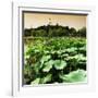 China 10MKm2 Collection - Lotus Flowers - Beihai Park - Beijing-Philippe Hugonnard-Framed Photographic Print