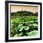 China 10MKm2 Collection - Lotus Flowers - Beihai Park - Beijing-Philippe Hugonnard-Framed Photographic Print