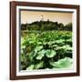 China 10MKm2 Collection - Lotus Flowers - Beihai Park - Beijing-Philippe Hugonnard-Framed Photographic Print