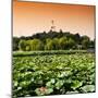 China 10MKm2 Collection - Lotus Flowers - Beihai Park - Beijing-Philippe Hugonnard-Mounted Photographic Print