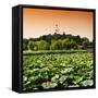 China 10MKm2 Collection - Lotus Flowers - Beihai Park - Beijing-Philippe Hugonnard-Framed Stretched Canvas