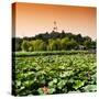 China 10MKm2 Collection - Lotus Flowers - Beihai Park - Beijing-Philippe Hugonnard-Stretched Canvas