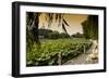 China 10MKm2 Collection - Lotus Flowers - Beihai Park-Philippe Hugonnard-Framed Photographic Print