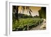 China 10MKm2 Collection - Lotus Flowers - Beihai Park-Philippe Hugonnard-Framed Photographic Print