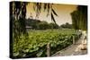 China 10MKm2 Collection - Lotus Flowers - Beihai Park-Philippe Hugonnard-Stretched Canvas