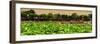 China 10MKm2 Collection - Lotus Flowers - Beihai Park-Philippe Hugonnard-Framed Photographic Print