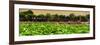 China 10MKm2 Collection - Lotus Flowers - Beihai Park-Philippe Hugonnard-Framed Photographic Print