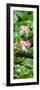 China 10MKm2 Collection - Lotus Flowers Garden-Philippe Hugonnard-Framed Photographic Print